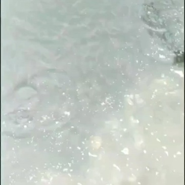 卢鱼
