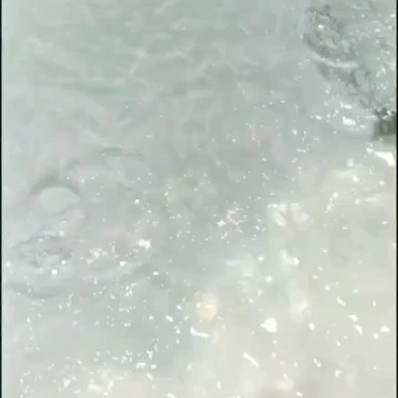 卢鱼