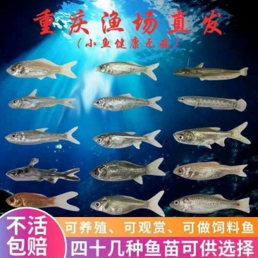 【推荐】精品本地草鱼苗各类鱼苗规格齐全包技术指导