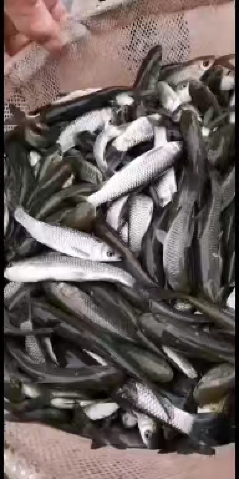 【推荐】精品本地草鱼苗各类鱼苗规格齐全包技术指导