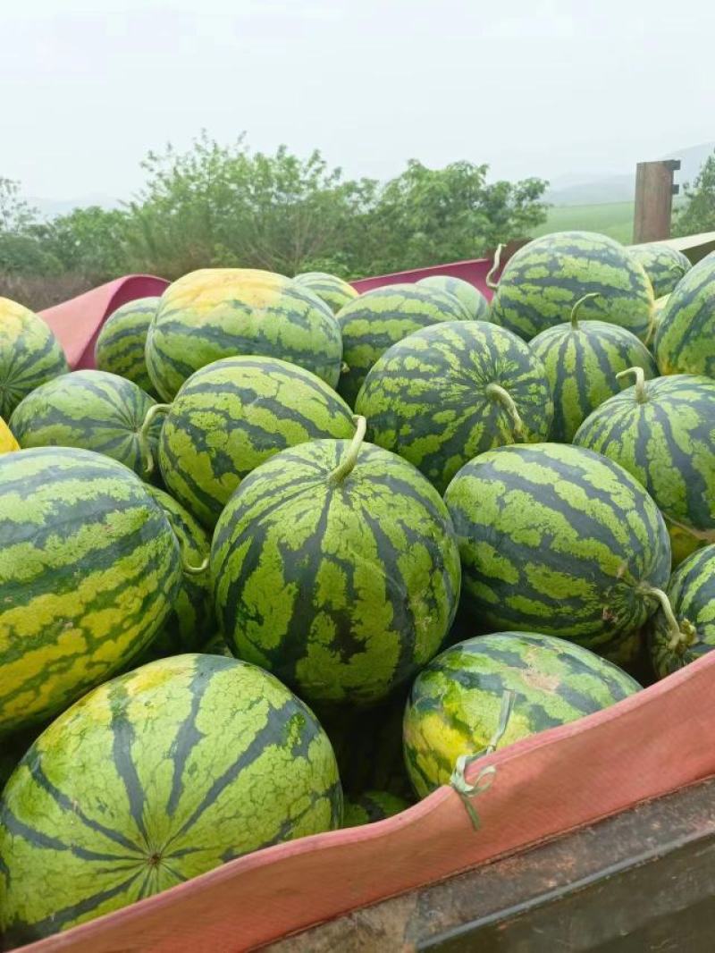 【八成熟以上】大卖中红星甜王西瓜头茬西瓜薄皮精品