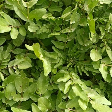 西洋菜现采现发西洋菜