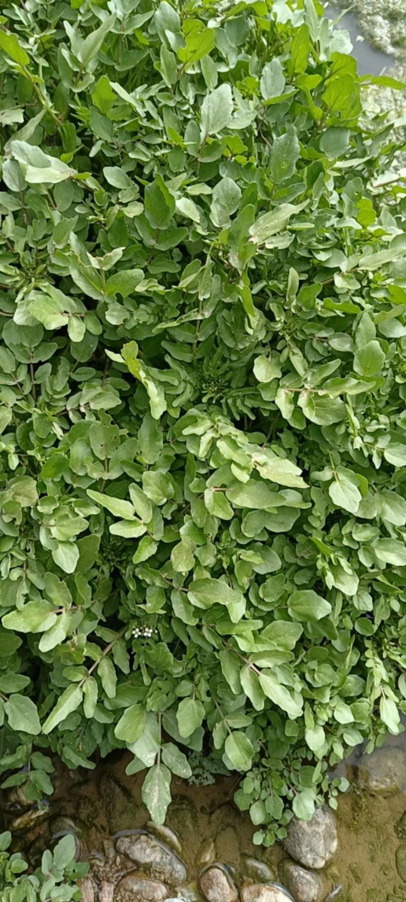 西洋菜现采现发西洋菜