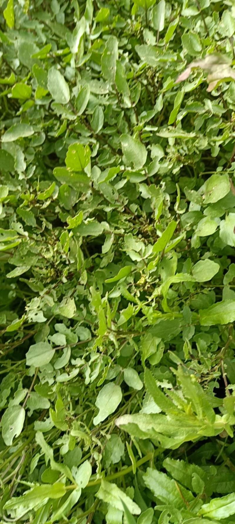 西洋菜现采现发西洋菜