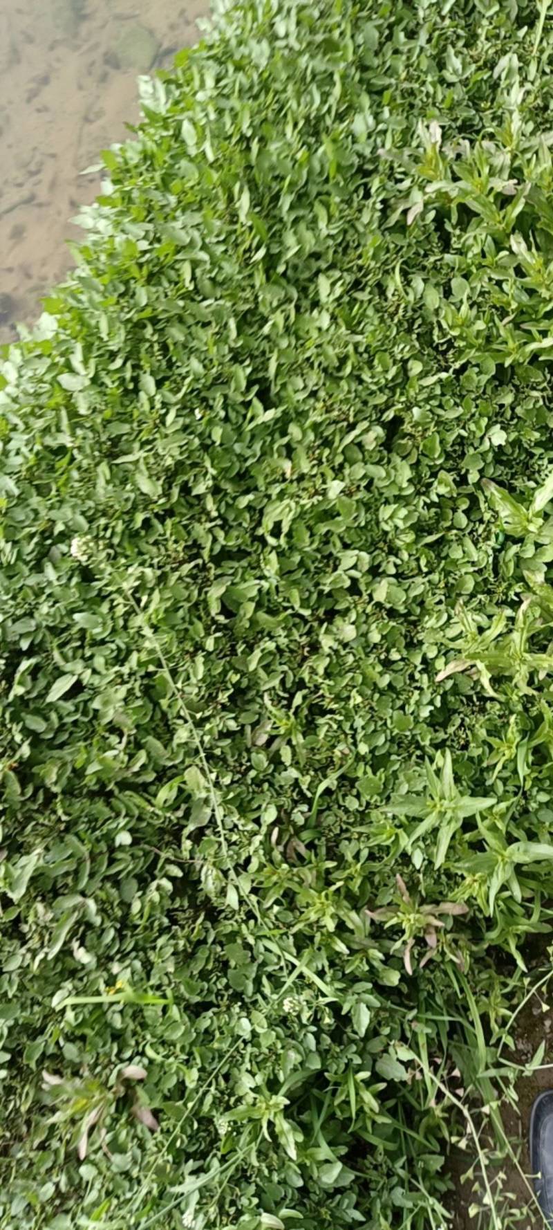西洋菜现采现发西洋菜