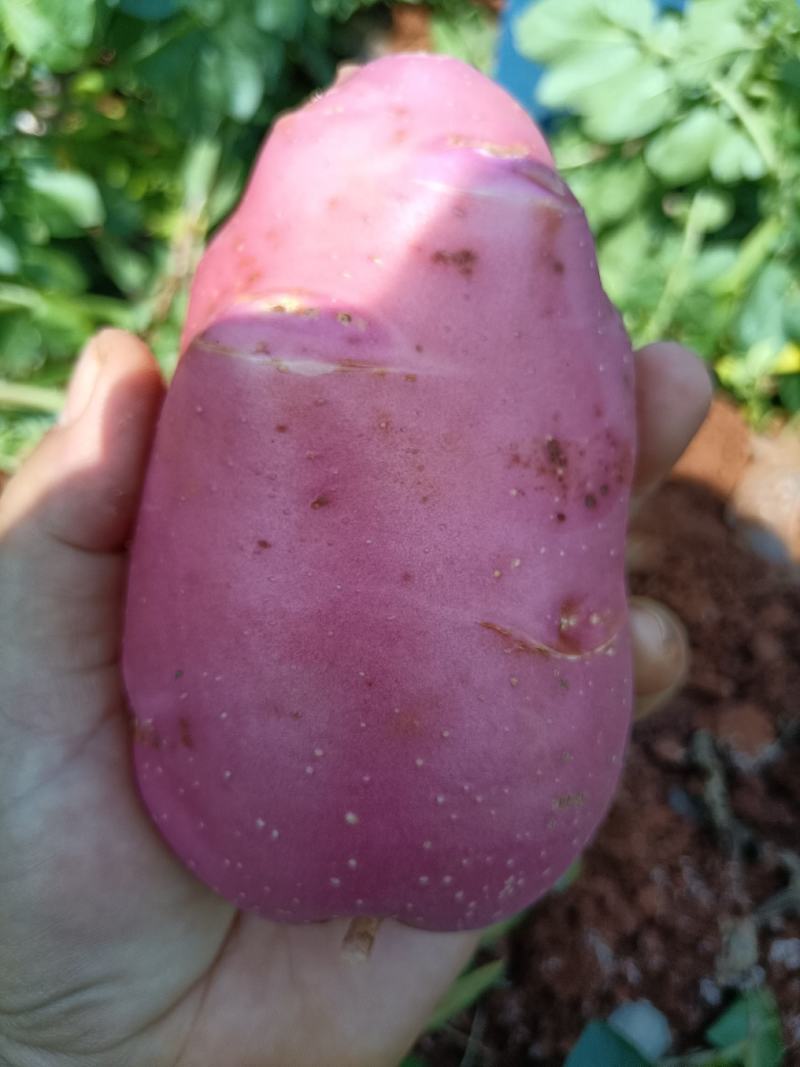 云南砚山县红土地青薯九号