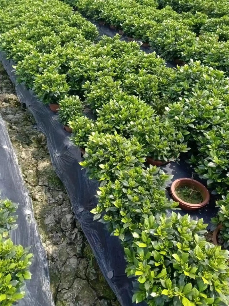 栀子花本农场的栀子花杯苗地苗现大量上市了.有需要的老