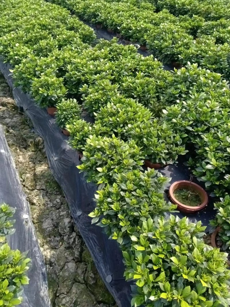 栀子花本农场的栀子花杯苗地苗现大量上市了.有需要的老