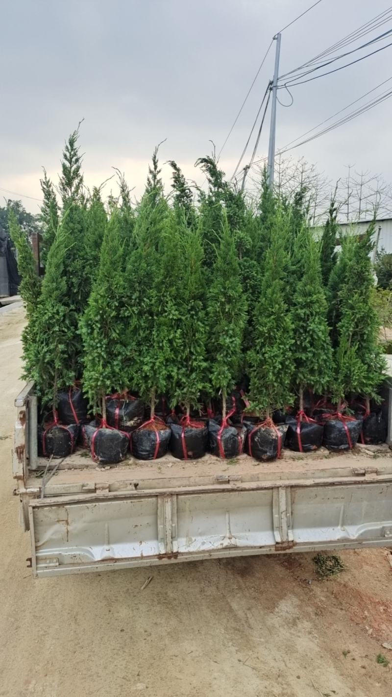 精品塔松，塔柏，产地直销，一手货源，质量保证，量大从优