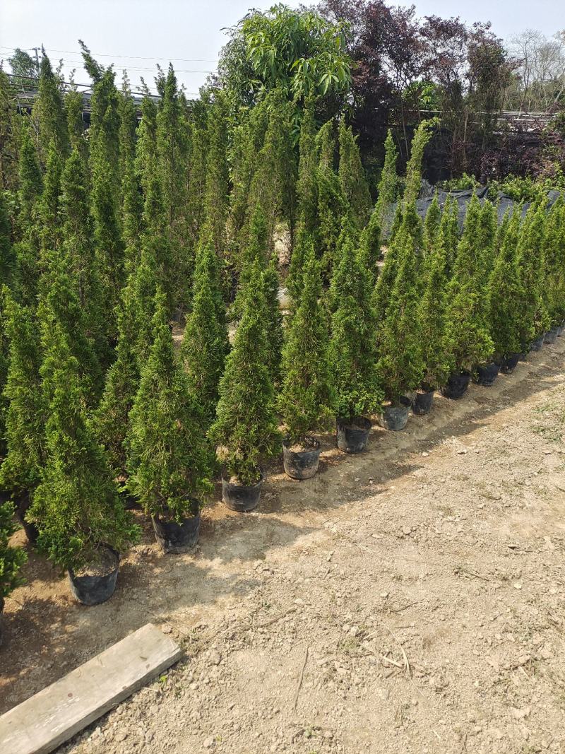 精品塔松，塔柏，产地直销，一手货源，质量保证，量大从优