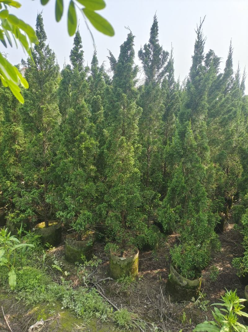 精品塔松，塔柏，产地直销，一手货源，质量保证，量大从优