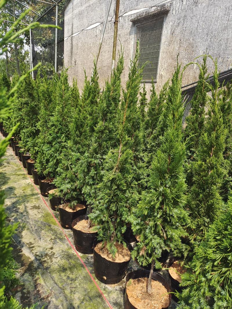 精品塔松，塔柏，产地直销，一手货源，质量保证，量大从优