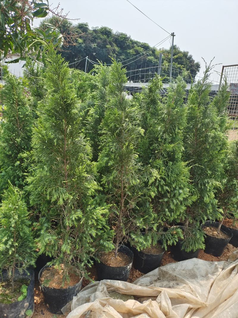精品塔松，塔柏，产地直销，一手货源，质量保证，量大从优
