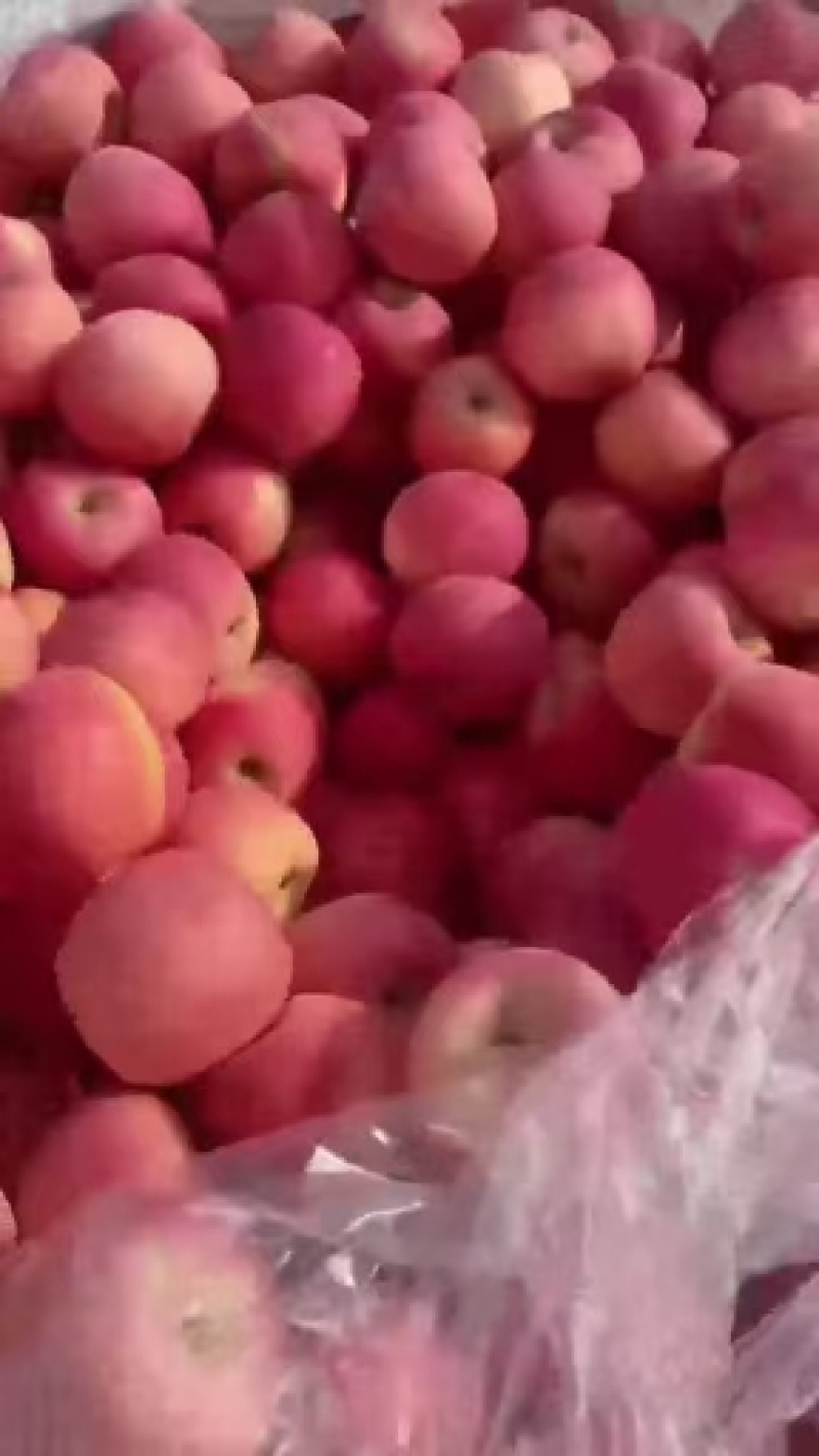 山东水晶红富士苹果，货源充足，保质保量全国发货