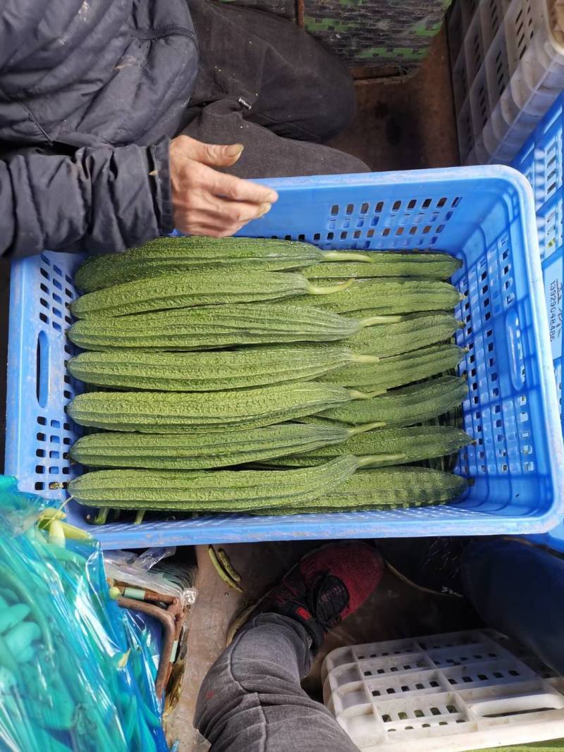 广西丝瓜苦瓜青瓜豆角香产地直供货一手货源全国发货诚信经营