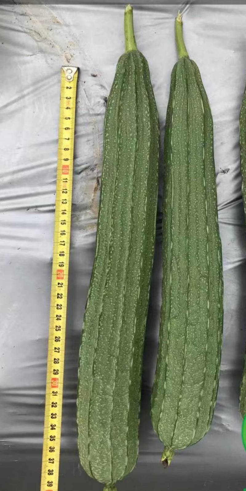 广西丝瓜苦瓜青瓜豆角香产地直供货一手货源全国发货诚信经营
