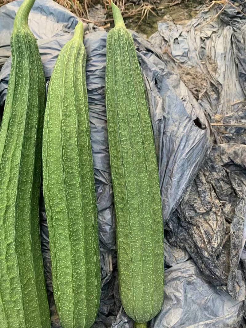 广西丝瓜苦瓜青瓜豆角香产地直供货一手货源全国发货诚信经营