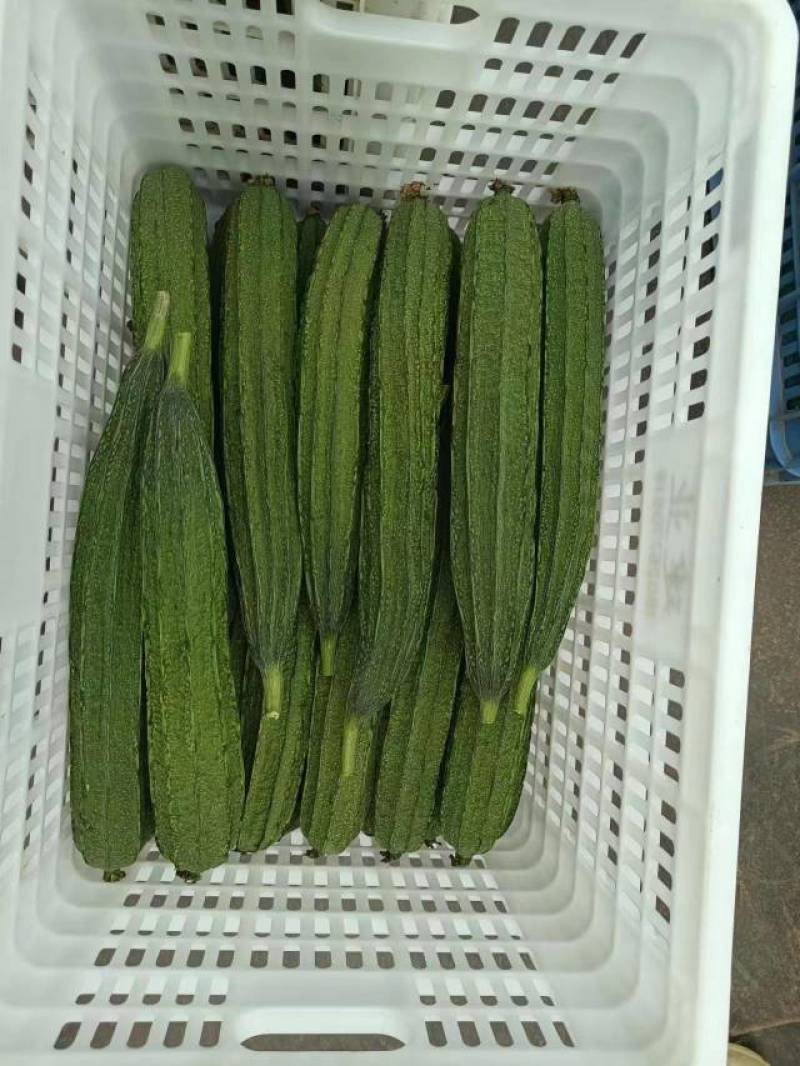 广西丝瓜苦瓜青瓜豆角香产地直供货一手货源全国发货诚信经营
