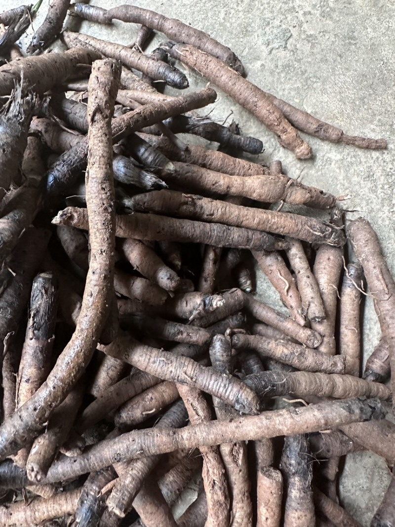 【热卖中】仙茅云南产地，高含量超药典标准，保质保量