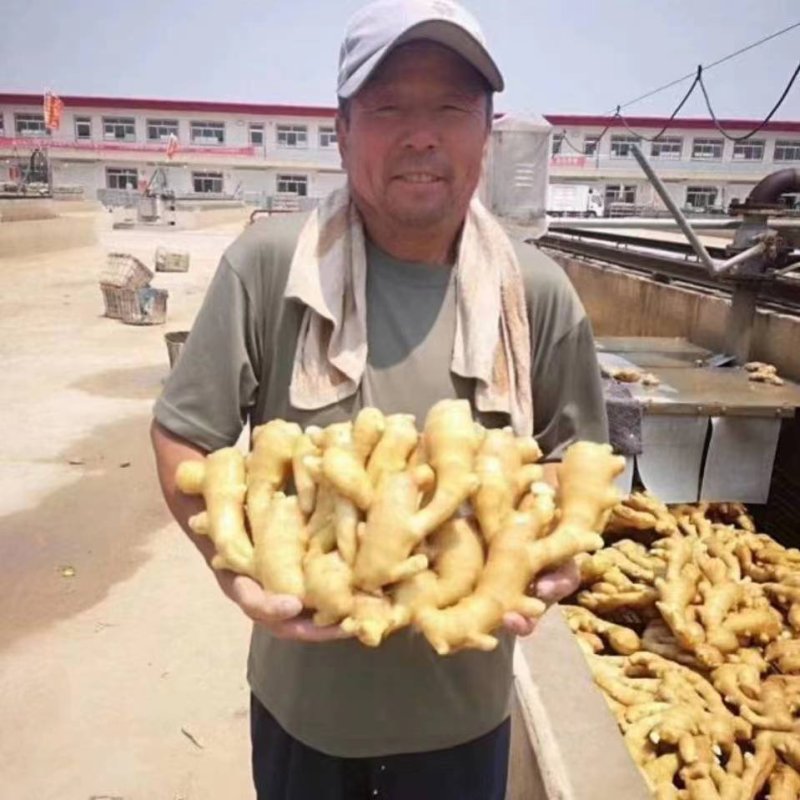 山东黄姜大量供应，货源充足，价格不高