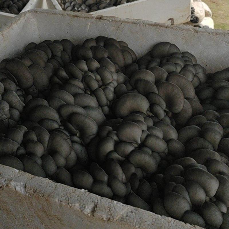 精品黑平菇，全国各地发货，产地直发欢迎老板预订