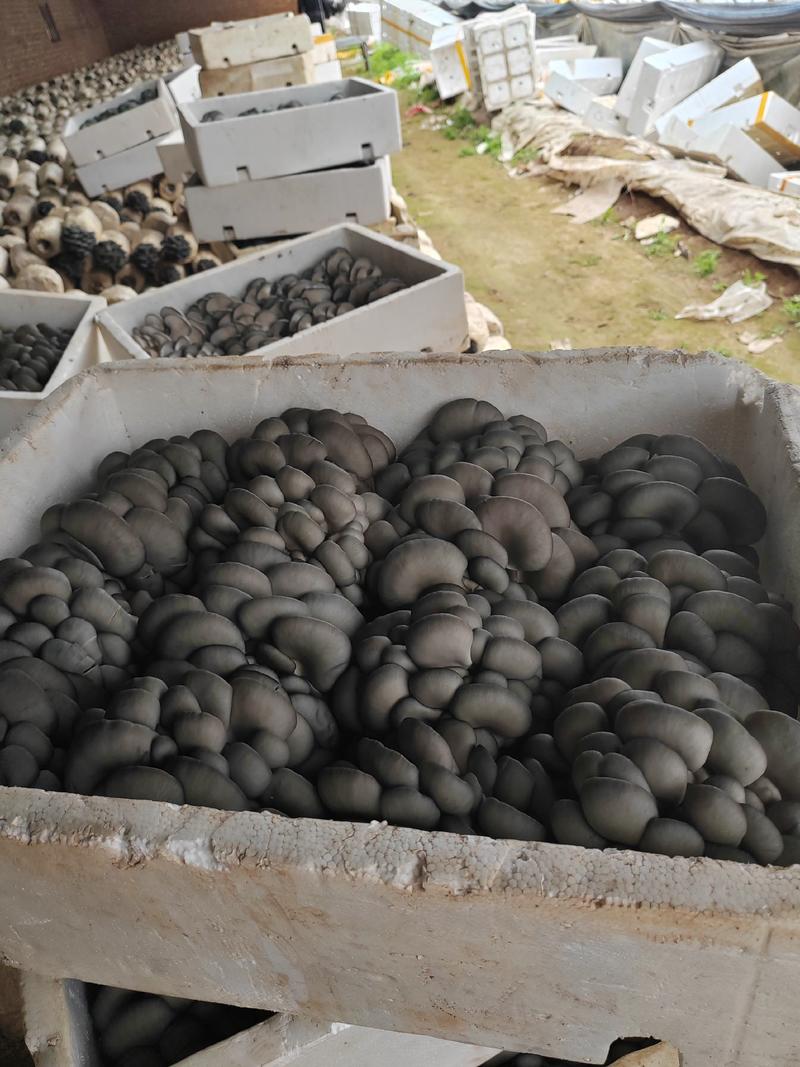 精品黑平菇，全国各地发货，产地直发欢迎老板预订