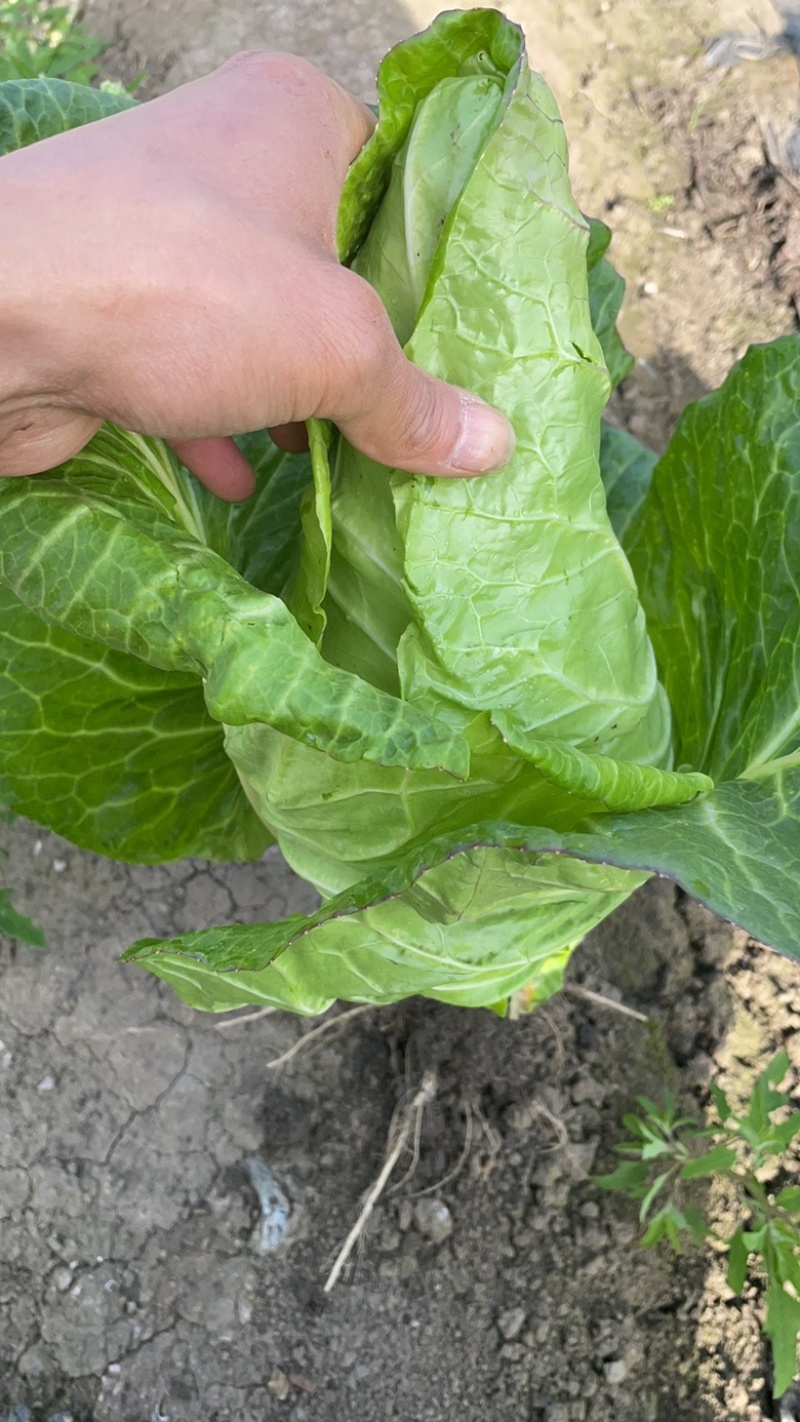 牛心菜，鸡心白，甘蓝（基地一手货源）