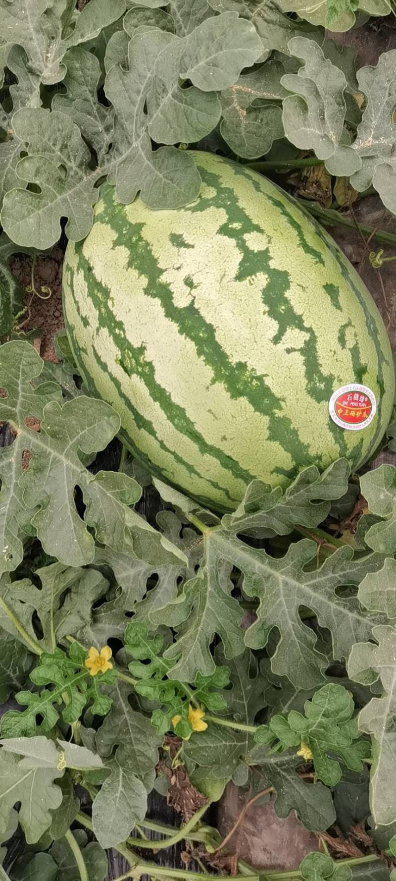 美都西瓜陕西西瓜规格齐全支持视频看货代发