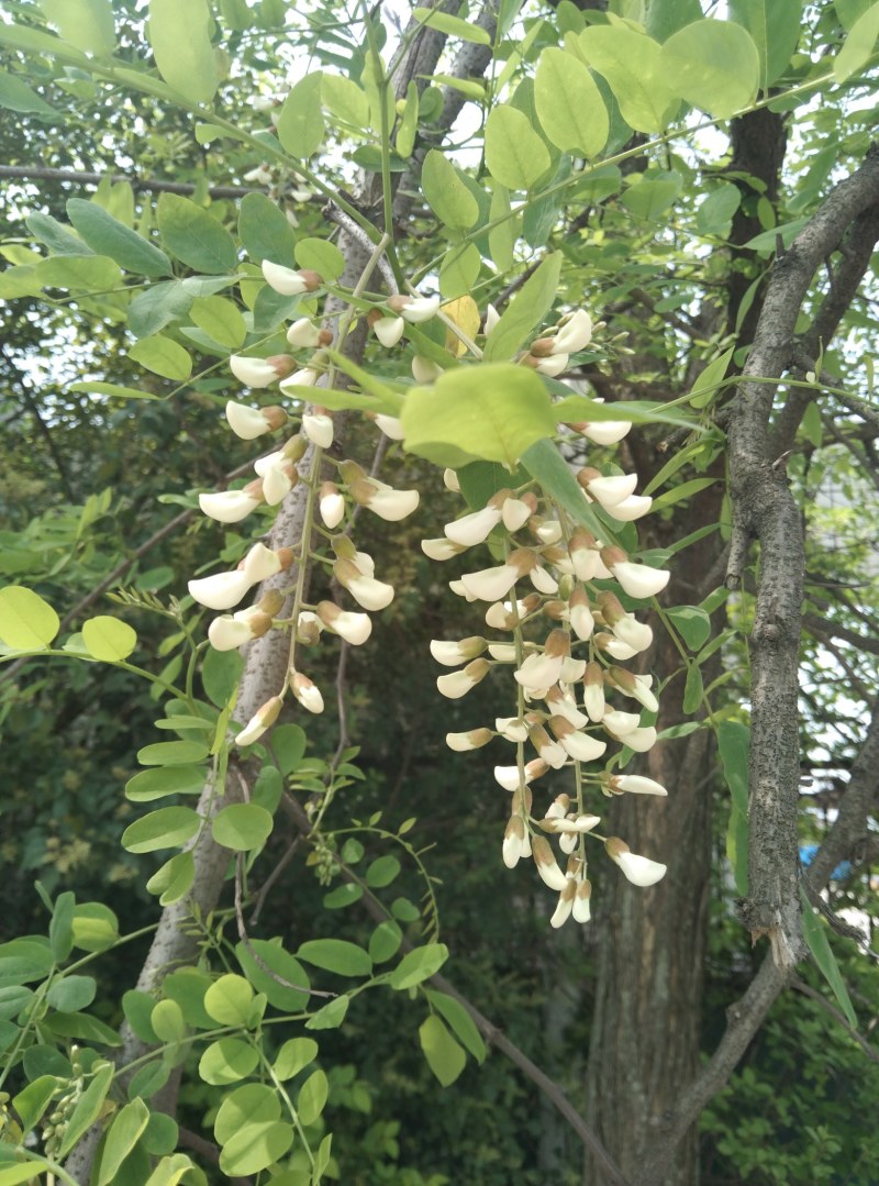 2023槐花