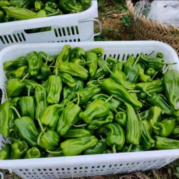 苏椒（芜湖椒）大量供应、质量保证、支持各种包装。