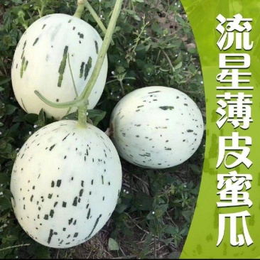 【16万亩基地】流星蜜露甜瓜月露香瓜高糖度耐运输
