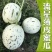 【16万亩基地】流星蜜露甜瓜月露香瓜高糖度耐运输