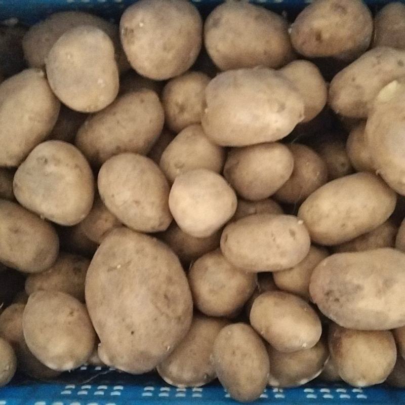 加工厂，食堂，次品土豆，黄皮黄心，不黑心，不花心，