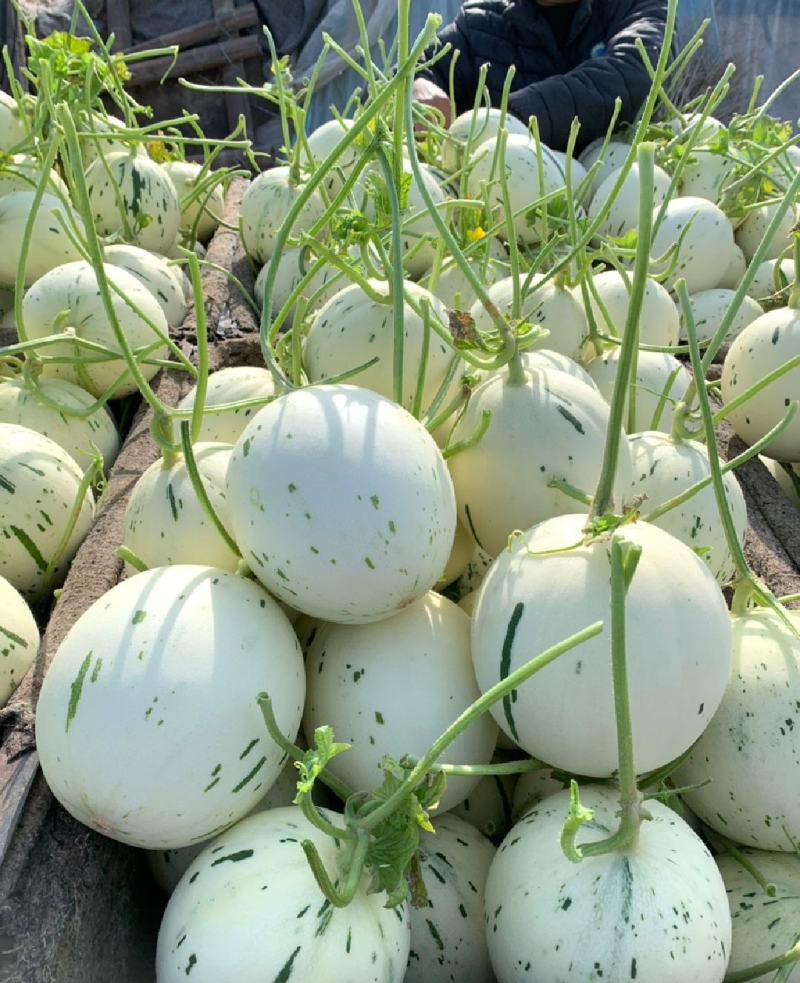 【16万亩基地】流星蜜露甜瓜月露香瓜高糖度耐运输