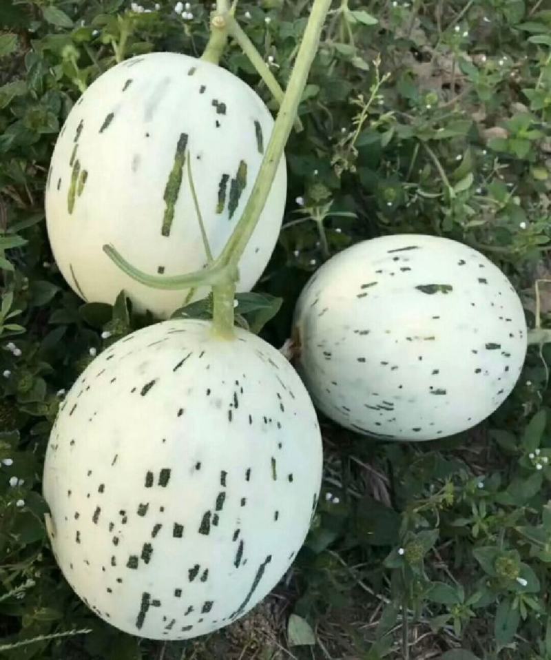 【16万亩基地】流星蜜露甜瓜月露香瓜高糖度耐运输