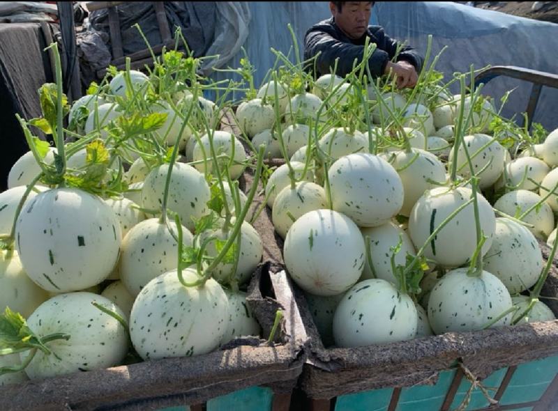 【16万亩基地】流星蜜露甜瓜月露香瓜高糖度耐运输