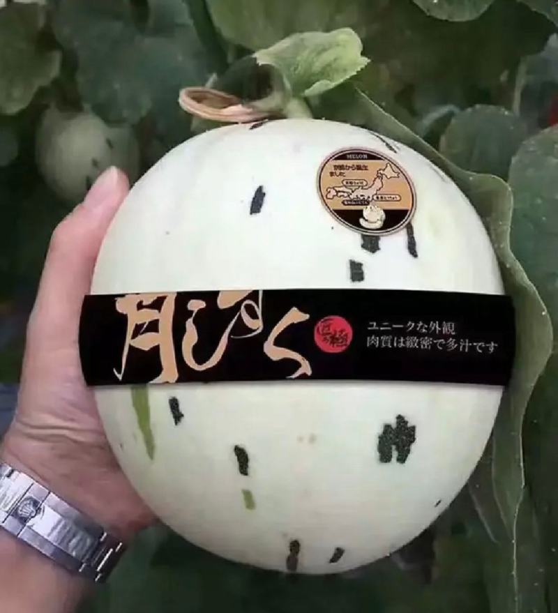 【16万亩基地】流星蜜露甜瓜月露香瓜高糖度耐运输