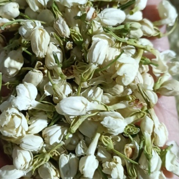茉莉花，优质花呆，色鲜花香，货源充足，欢迎选购