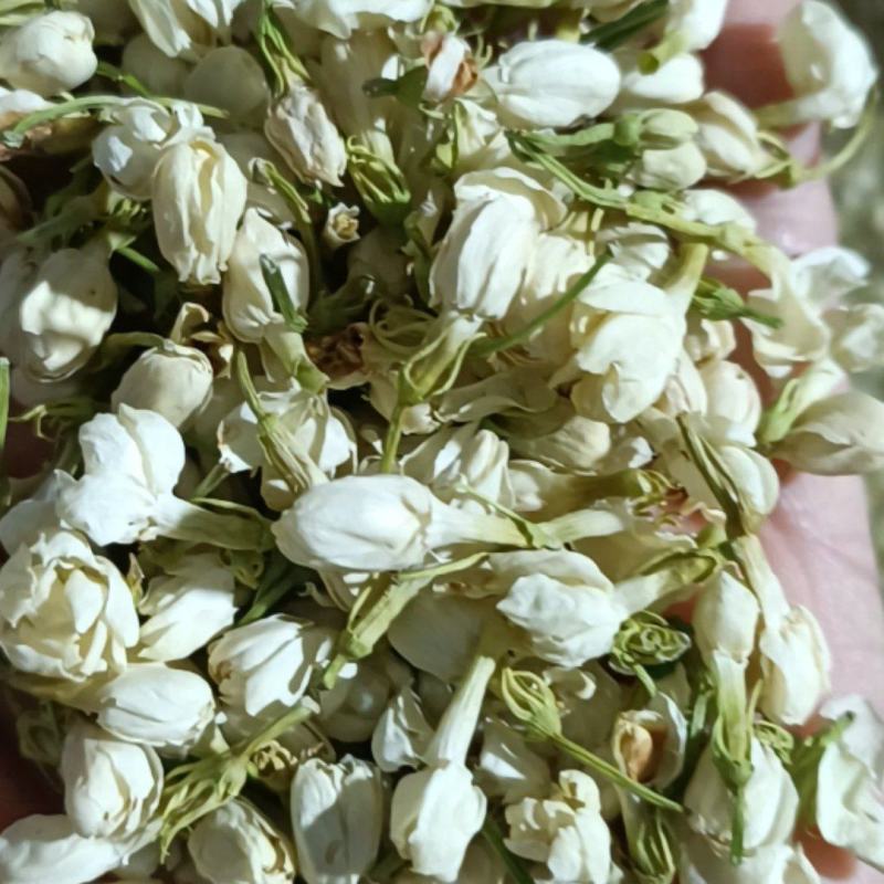 茉莉花，优质花呆，色鲜花香，货源充足，欢迎选购