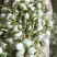 茉莉花，优质花呆，色鲜花香，货源充足，欢迎选购
