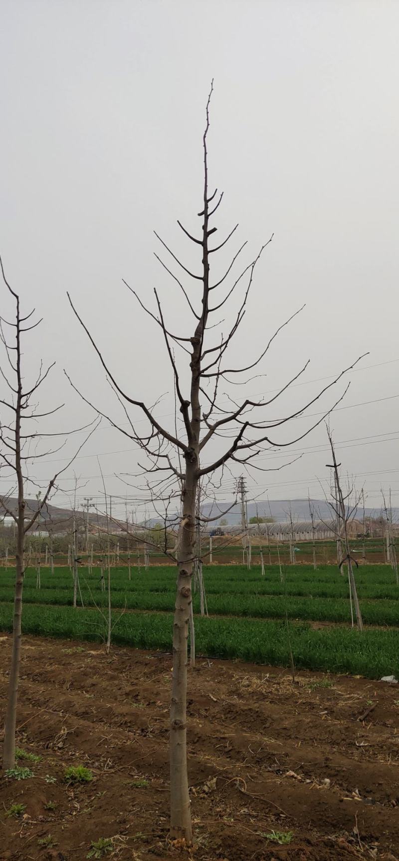 精品椴树
