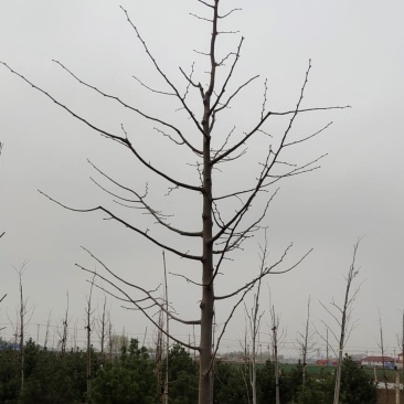 精品椴树
