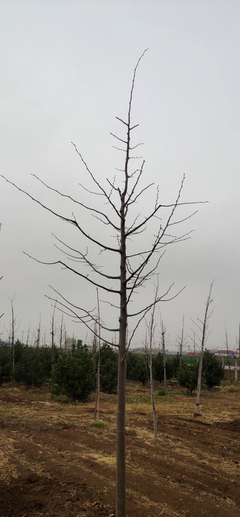 精品椴树