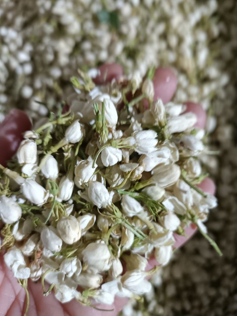 茉莉花，优质花呆，色鲜花香，货源充足，欢迎选购
