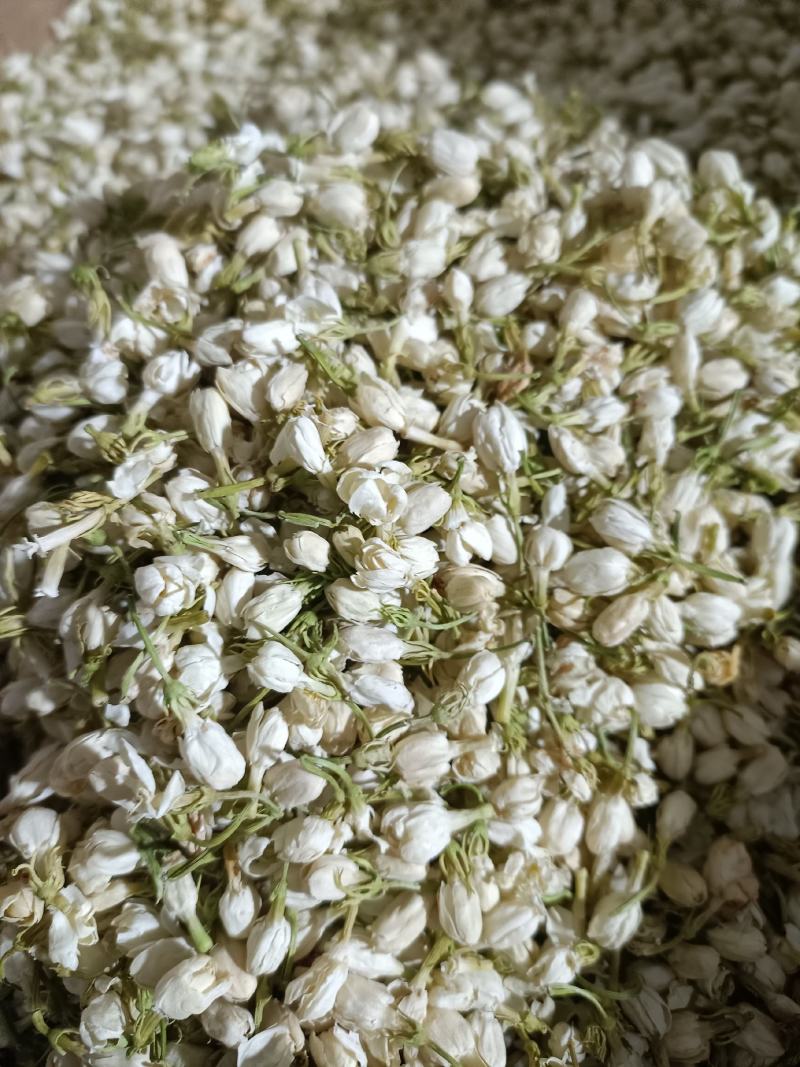 茉莉花，优质花呆，色鲜花香，货源充足，欢迎选购