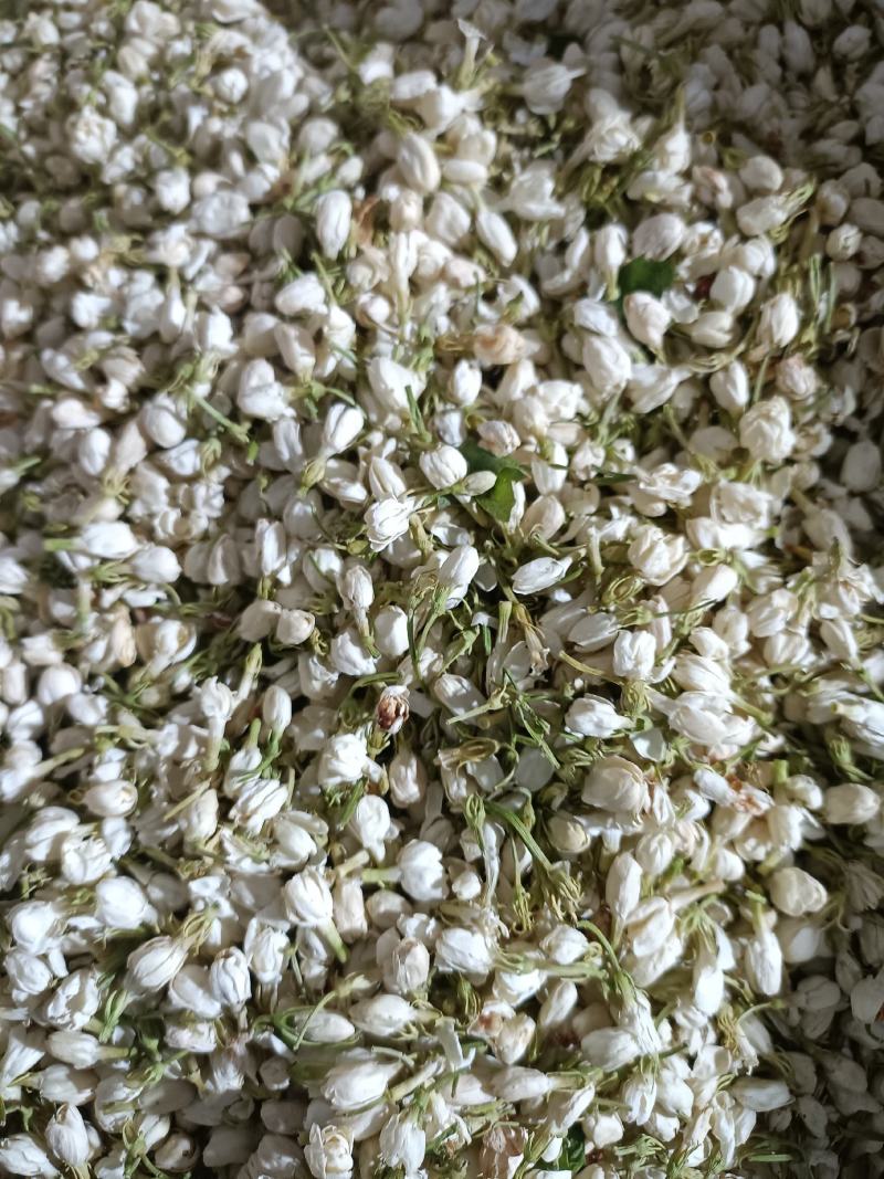 茉莉花，优质花呆，色鲜花香，货源充足，欢迎选购