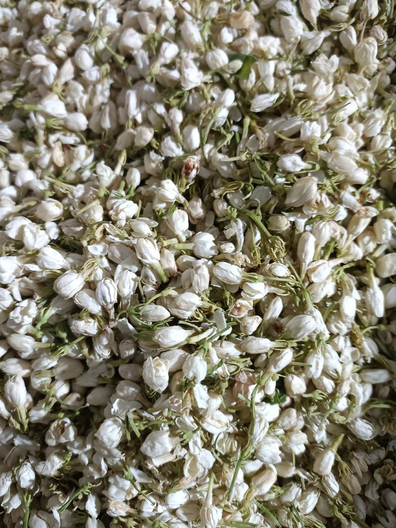 茉莉花，优质花呆，色鲜花香，货源充足，欢迎选购