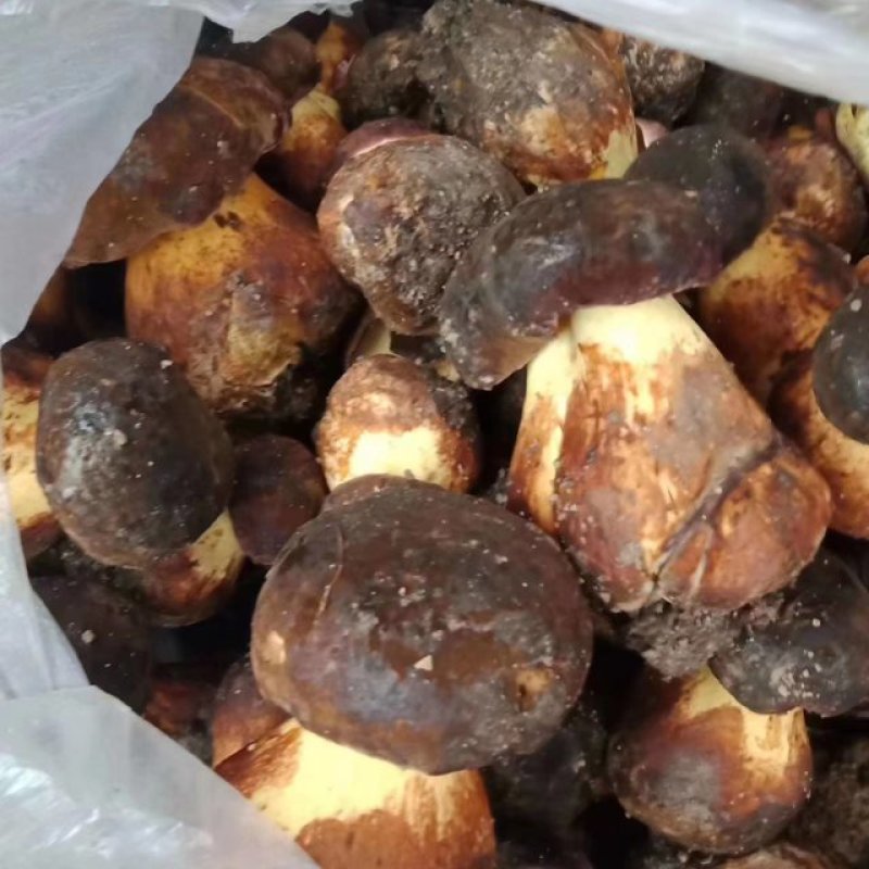 野生菌，