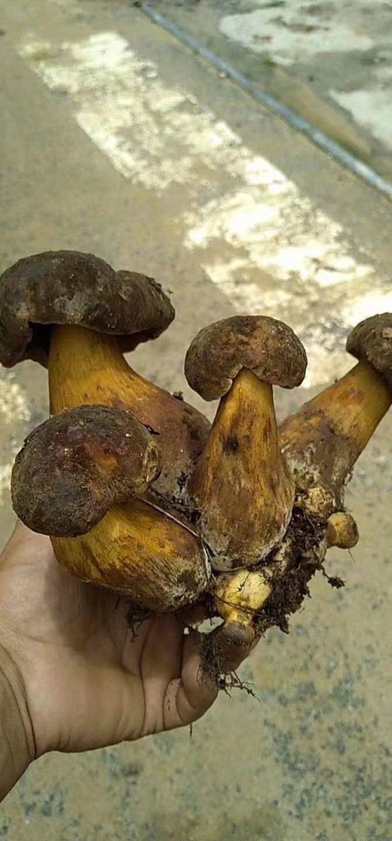 野生菌，