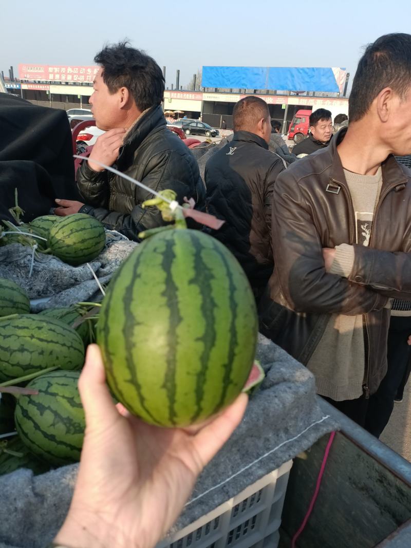 全美2k西瓜礼品小西瓜奶油西瓜手掰西瓜小糖丸西瓜